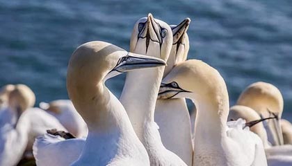 开云平台-曼联客场挑战伯恩茅斯，胜负难断，曼联队伯恩利